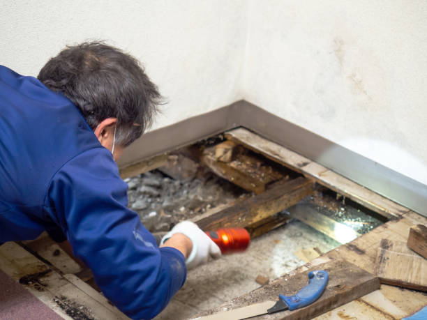 Best Crawl Space Mold Removal  in Gloucester Point, VA