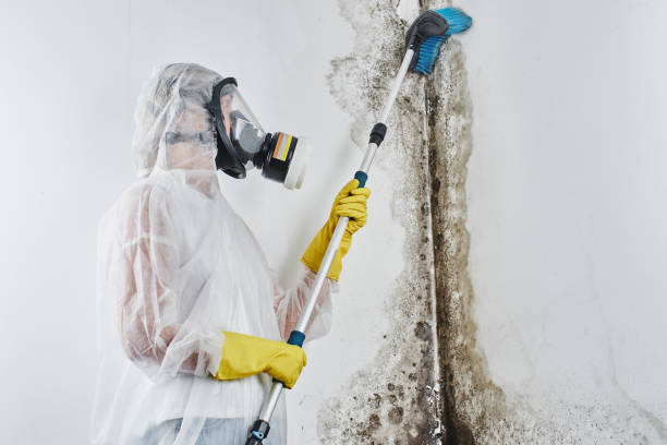 Best Residential Mold Removal  in Gloucester Point, VA