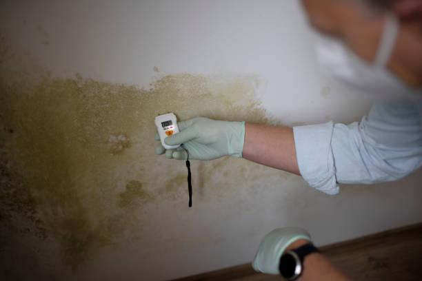 Best Attic Mold Removal  in Gloucester Point, VA