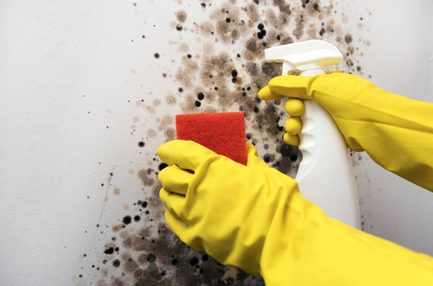 Best Local Mold Removal Service  in Gloucester Point, VA