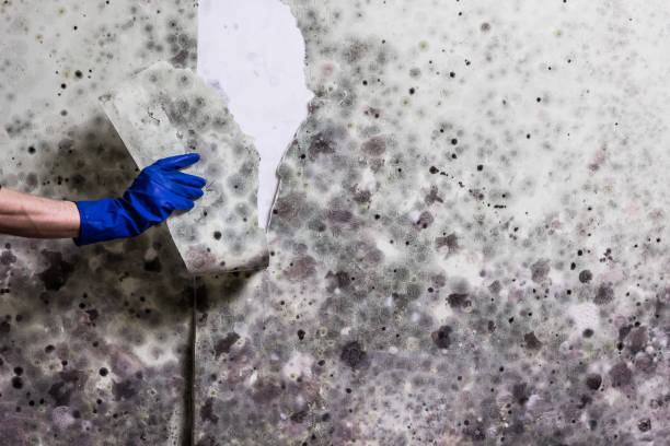 Best Fast Mold Removal  in Gloucester Point, VA