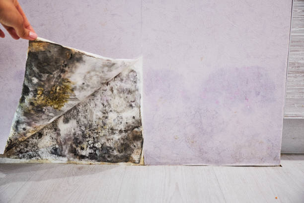 Professional Mold Removal in Gloucester Point, VA